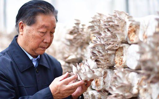 亩产30吨，种一次收割15年 种植巨菌草真的能赚钱吗？