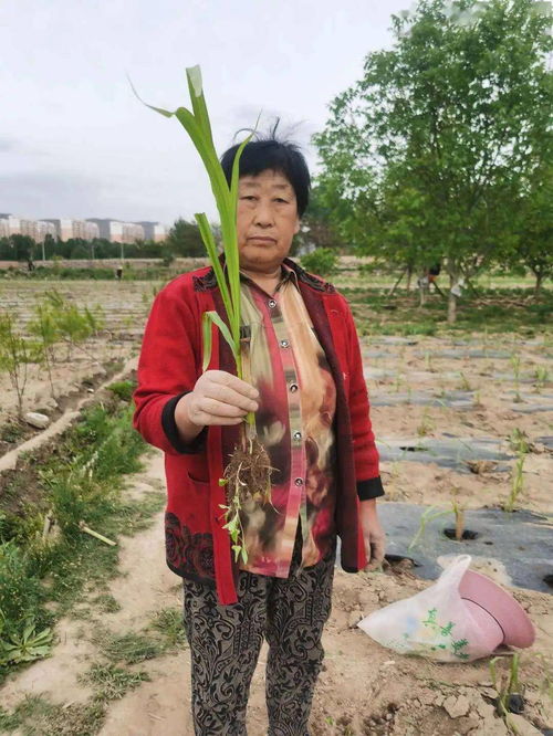 致富草扎根盐井镇——巨菌草种植引领贫困户走上幸福路