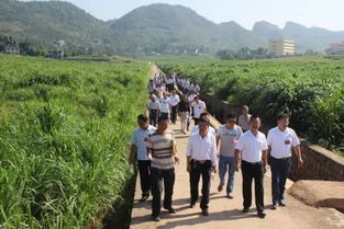 兴仁县全面小康达标 潘家庄镇、下山镇、鲁础营回族乡的巨菌草种植实践