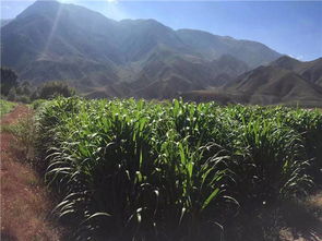 新疆和田地区2019年计划推广种植5000亩巨菌草