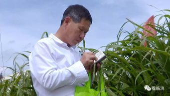 临洮县乾圆种植农民专业合作社 菌草种植长势喜人 助农增收成效显著