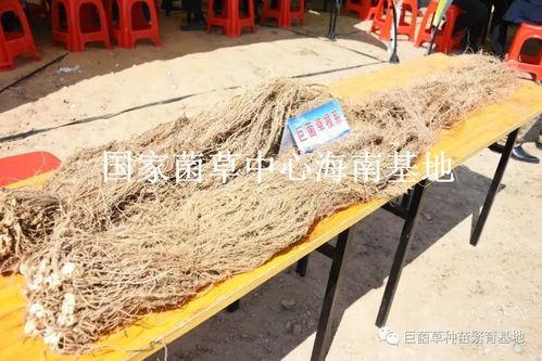 充分发挥菌草生态治理功能，推动黄河流域生态保护和高质量发展——以巨菌草种植为例