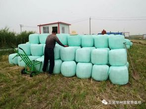 能做出香味俱全又营养丰富的青贮饲料，只有这种草——巨菌草种植