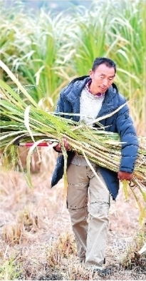 脱贫攻坚的“绿色奇迹” 巨菌草种植引领全市乡村振兴新篇章