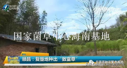 福建南平复垦地上长出“致富草”，巨菌草种植闯出绿色振兴新路径