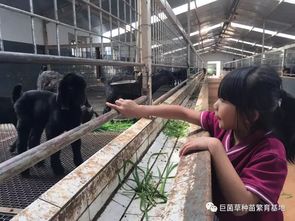 养殖成本高？那是你还不知道种植巨菌草的好处！