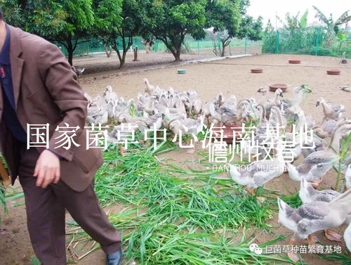 巨菌草养鹅 引领当代养鹅业绿色发展的新方向