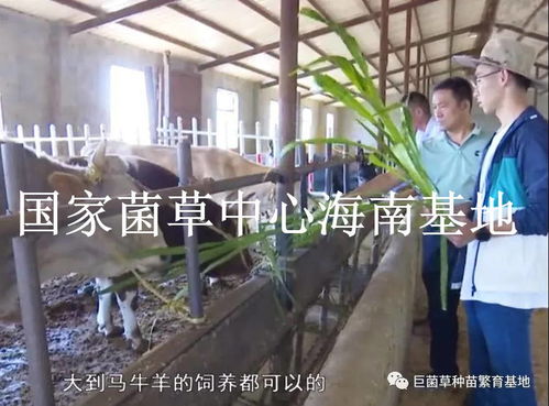 新疆塔城地区额敏县2300亩巨菌草种植即将迎来丰收季
