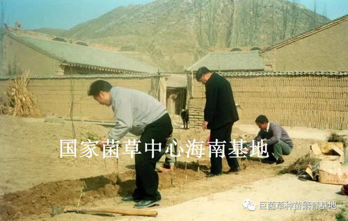 菌草芊芊播五洲（上） 记国家菌草工程技术研究中心首席科学家林占熺与巨菌草种植