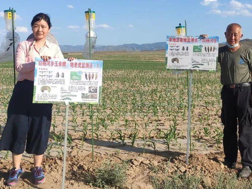 福建援疆农技团丨胡萍 践行初心，当好援疆农业守望者——巨菌草种植的探索与实践