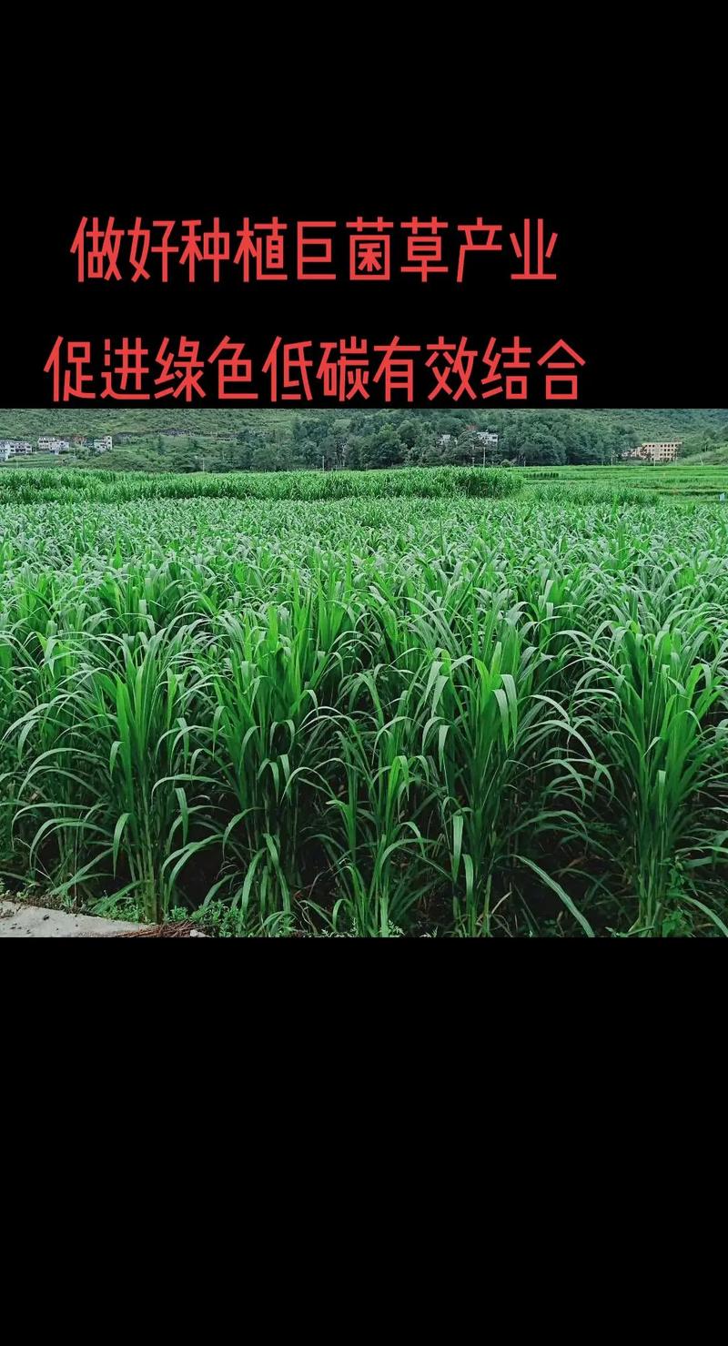 绿菌草先行 以巨菌草种植推动绿色低碳发展的生态之路