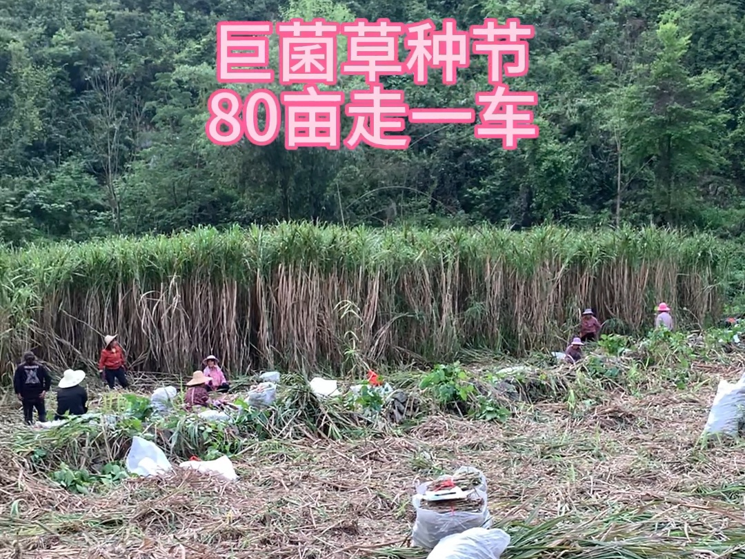 草种收获忙！巨菌草种植效益高