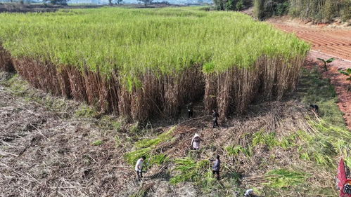 景谷县碧安乡 种下希望，结出果实——巨菌草种植助力乡村振兴