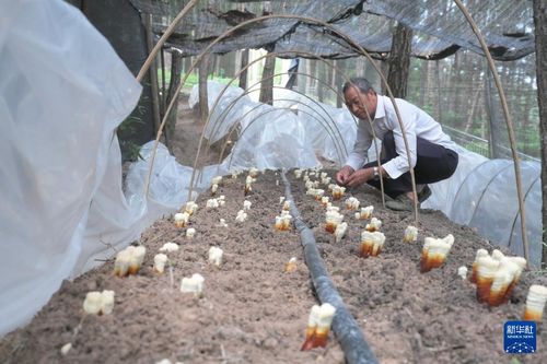 福建发展林下经济，壮大森林粮库 巨菌草种植的新路径