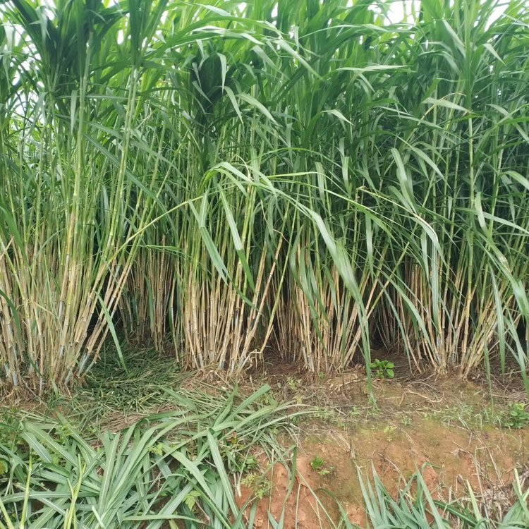 巨菌草种植技术和方法全解析