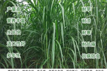 巨菌草种植全指南 高产牧草种节批发包邮，轻松开启绿色养殖新时代