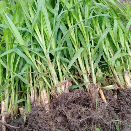 巨菌草种苗现拔现发成活率高养牛马羊专用多年生高产牧草