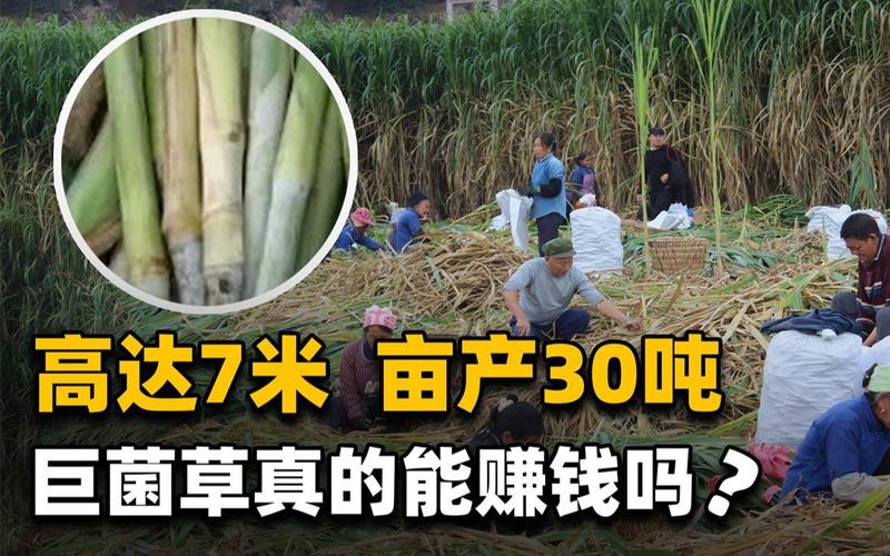 亩产30吨,种一次收割15年!种植巨菌草真的能赚钱吗?