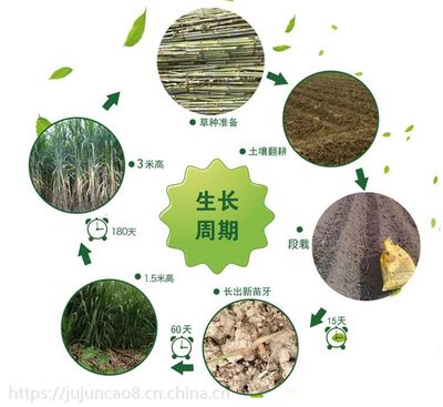 巨菌草种植指南 从种子到优质牧草饲料的全流程解析