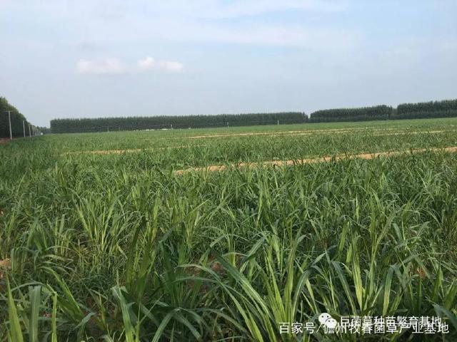 重磅发布 巨菌草五大种植模式全面解析——开启高效生态种植新时代