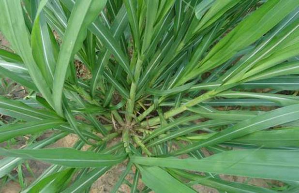 巨菌草种植技术全解析 从选地到收割的高产栽培指南