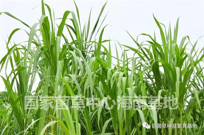 巨菌草种植热潮 天津静海区东高庄村2000亩规模化种植案例分析